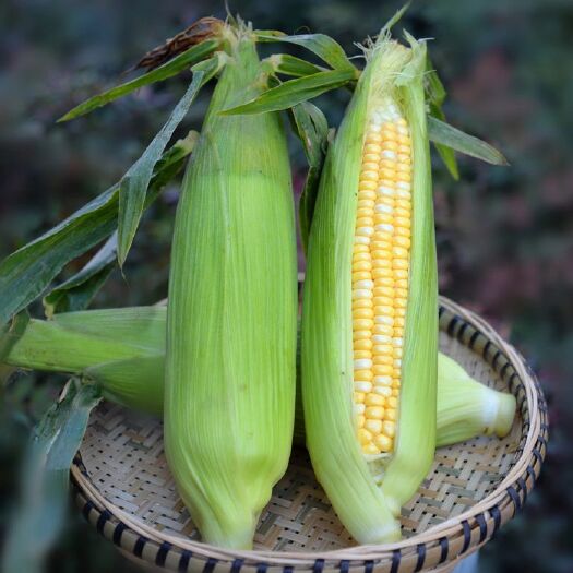 现货云南特产应季水果甜玉米3/9斤即食生吃新鲜糯粘包谷玉米棒