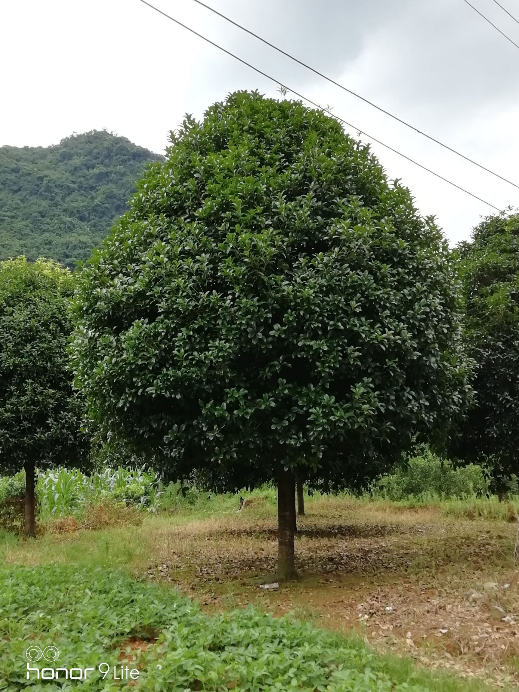  出售15公分以上桂花树！