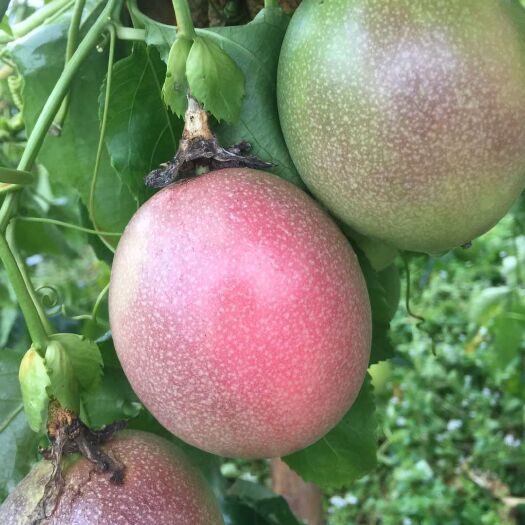 龙州县 广西紫香百香果支持一件代 承接团购平台微商