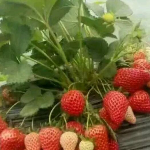 平度市妙香草莓苗 自家优质妙香7号秋季入棚标准苗10万株，预定中