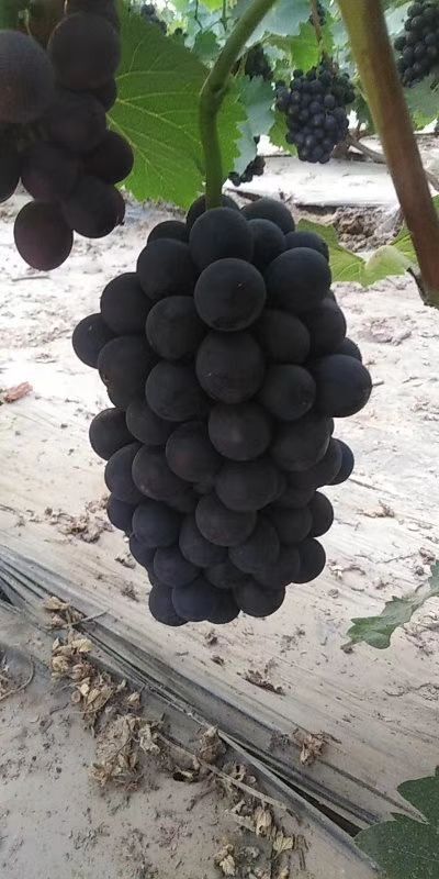 邯郸 夏黑葡萄