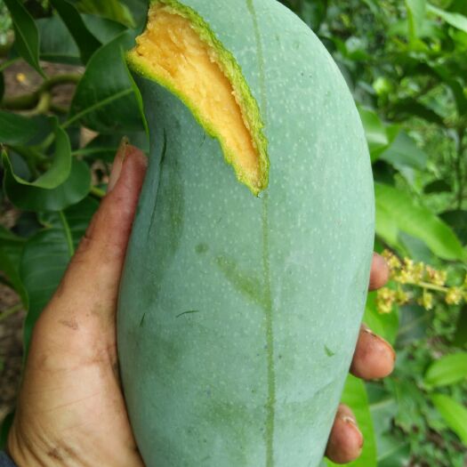 田东县桂七芒  桂七香芒