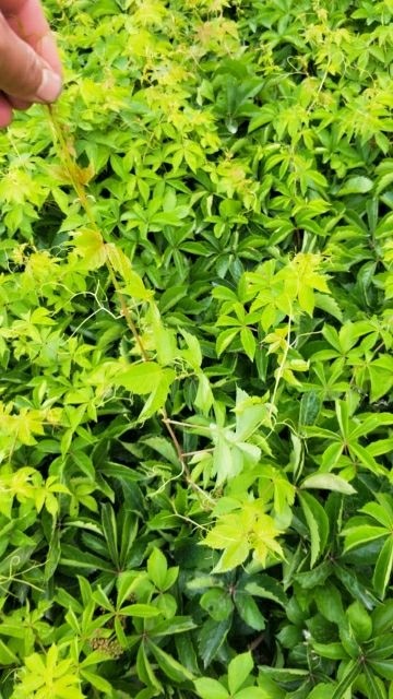定州市 装盆爬山虎