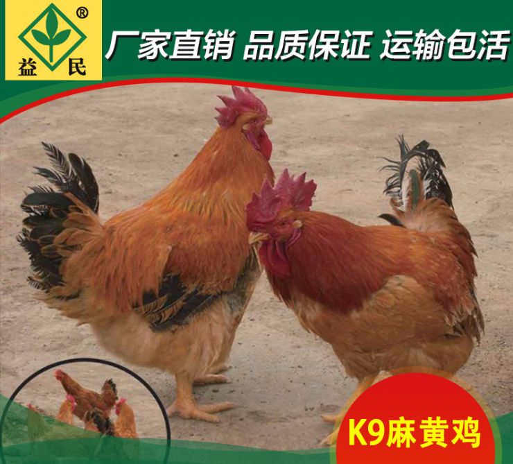 K9鸡苗  K9麻黄公鸡苗 包运输包出厂疫苗包运输成活保质保量