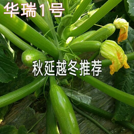 寿光市绿皮西葫芦种子 秋延迟品种/华瑞1号