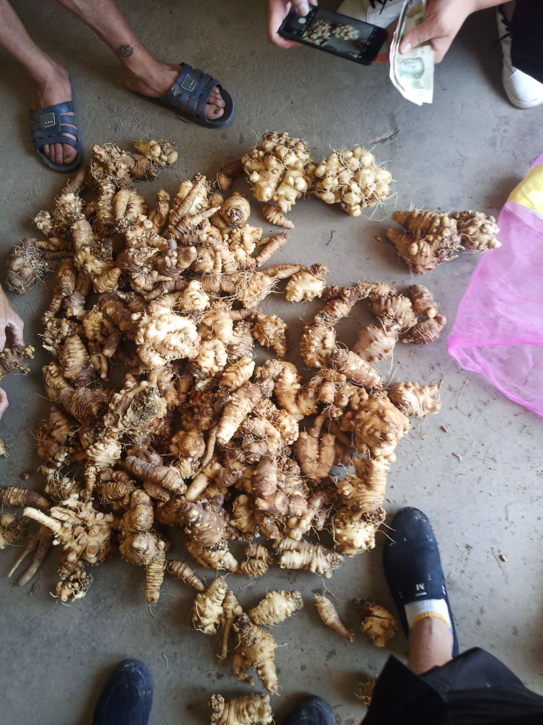  江西四叶参欢迎咨询