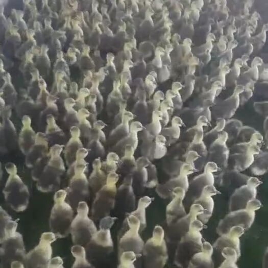 郓城县 大量出售灰狮头鹅苗！