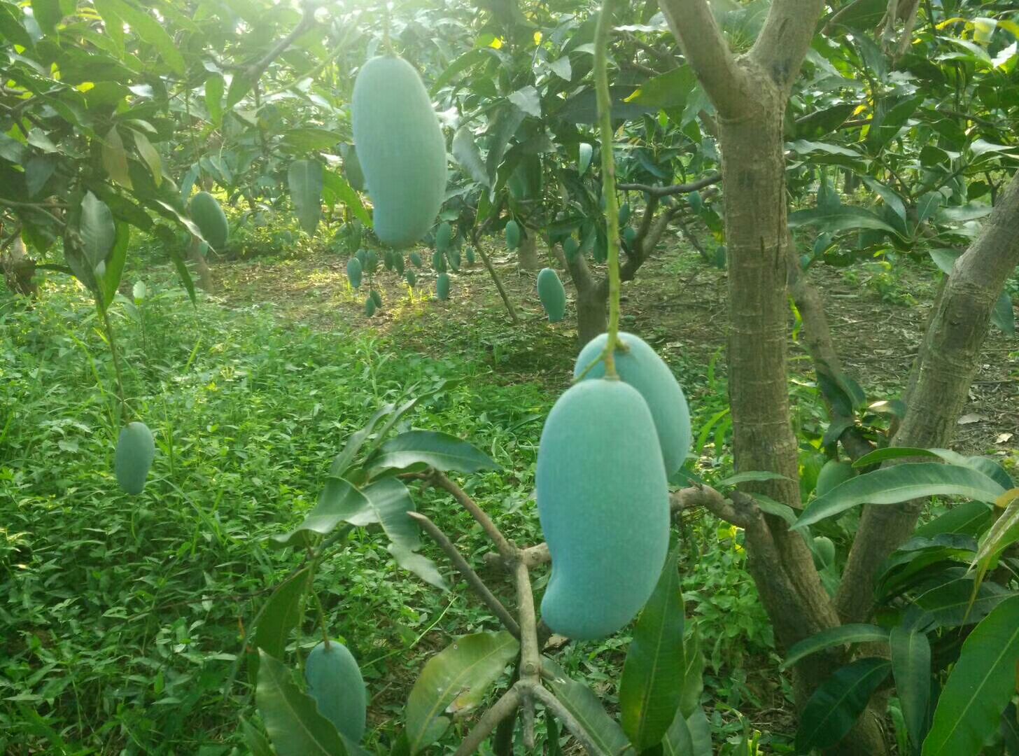 桂七芒  桂七香芒