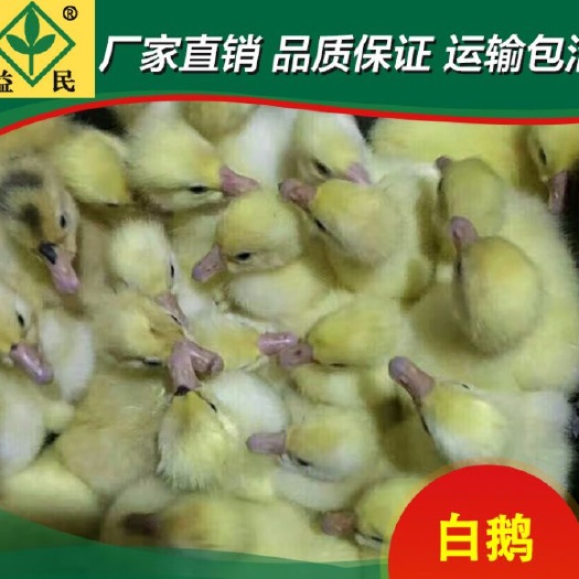 衡阳白鹅苗 包运输包出厂疫苗包运输成活保质保量
