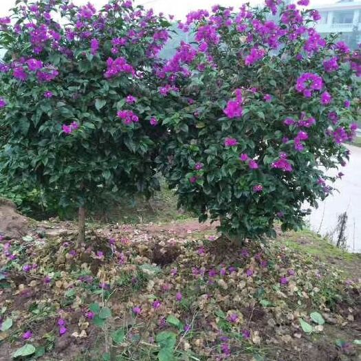 宜宾紫花三角梅  紫色三角梅大笼