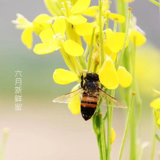上饶 土蜂蜜农家自己山上养的蜂天然好蜜
