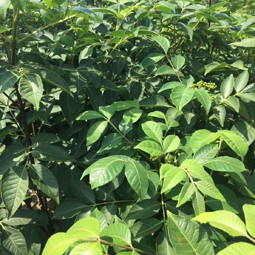 樟树市 正宗中花吴茱萸苗