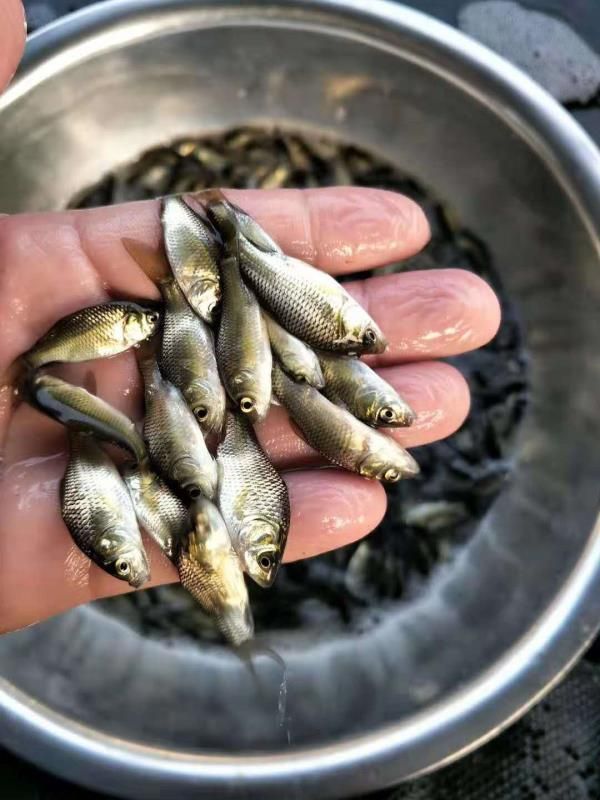  中科三号/鲫鱼苗/供自孵水花/规格价跟行情约谈
全国包邮包活