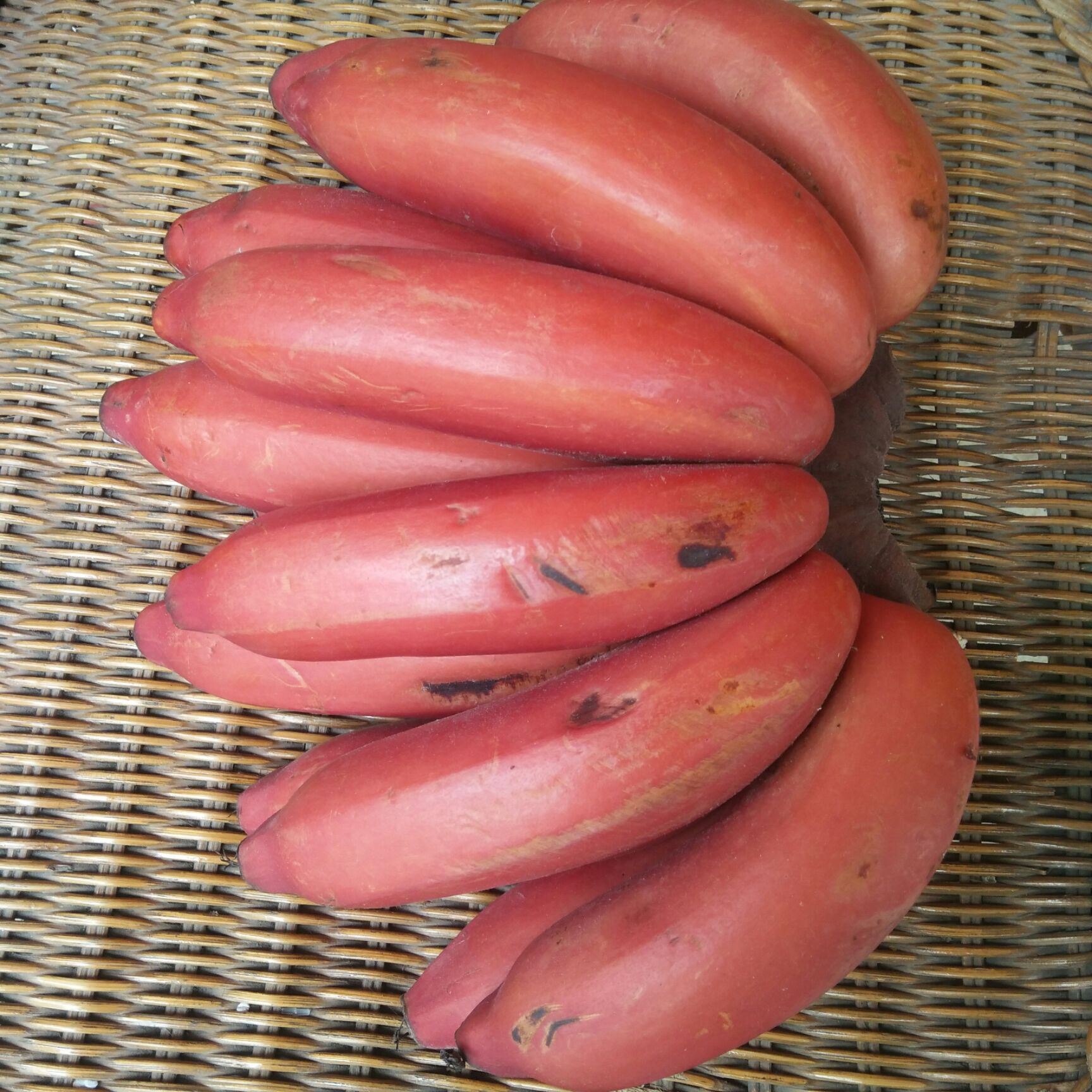 红皮香蕉美人蕉火龙蕉非小米蕉，香蕉，芭蕉
