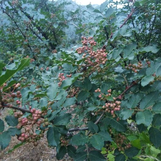 凤县中国凤椒，凤县大红袍花椒，因地理气侯独特，色泽鲜艳，麻香味