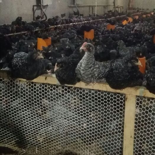 土鸡 2斤以下 母 