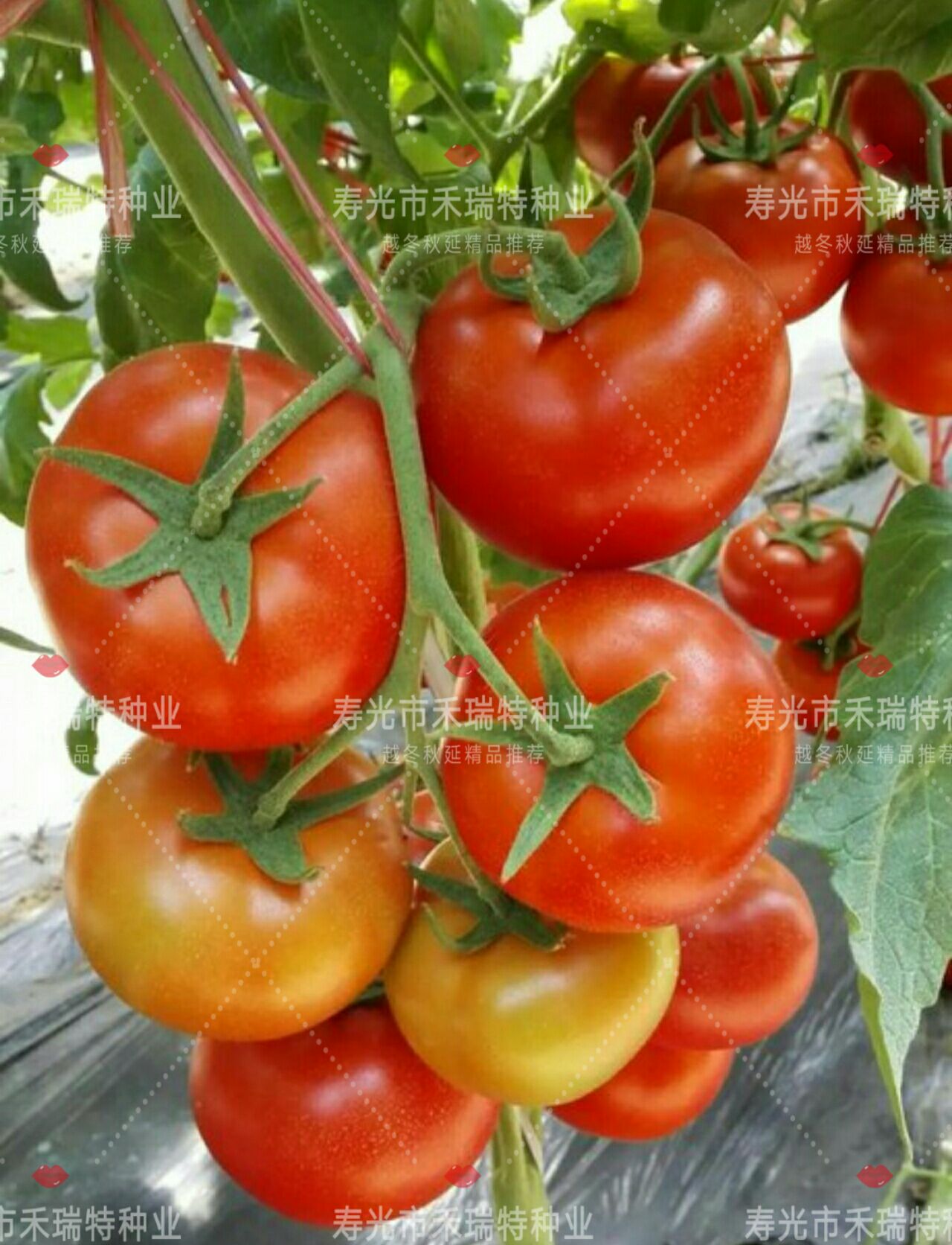 红果番茄种子 南方推荐-大红石头番茄-中洲红