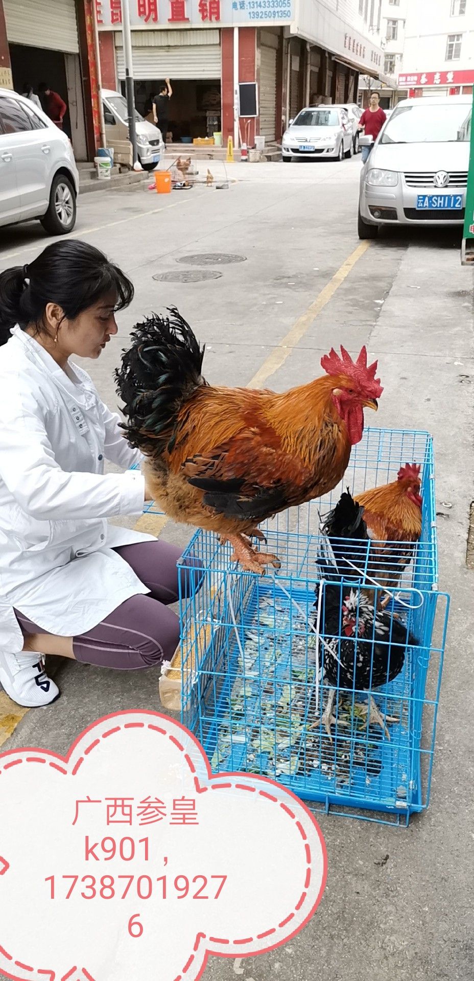 麻鸡  广西参皇k901