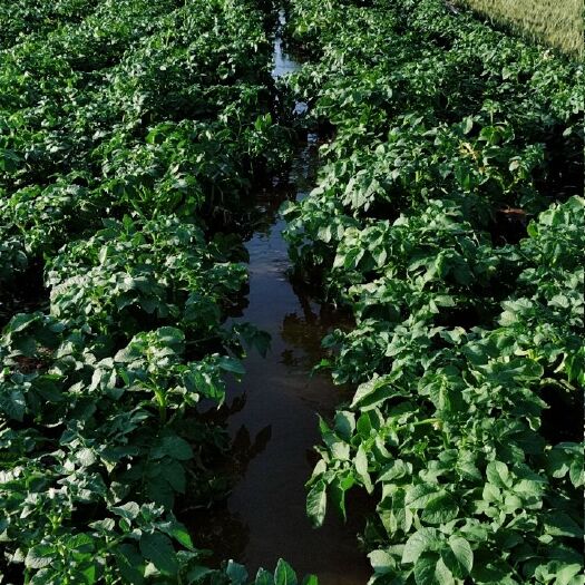 曲阳县荷兰15号土豆 没有用膨大素和药物，天然绿色