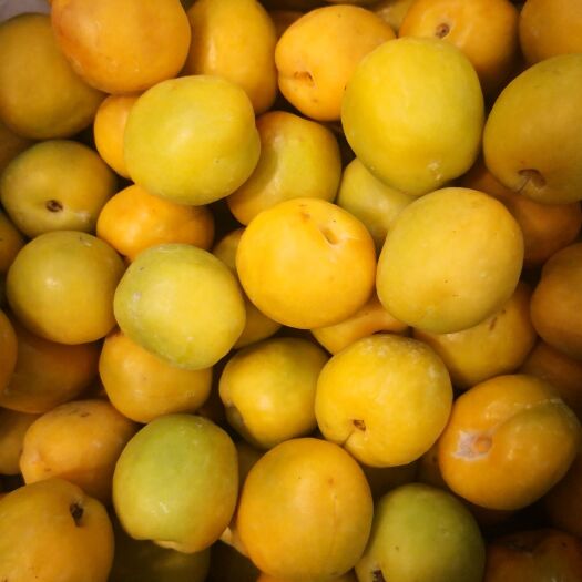 敦煌市 敦煌李光杏