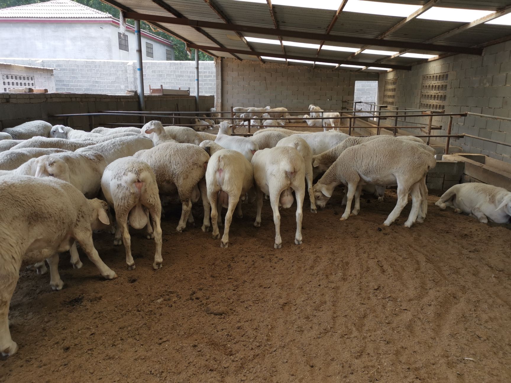 澳洲白绵羊 白头年轻小种公