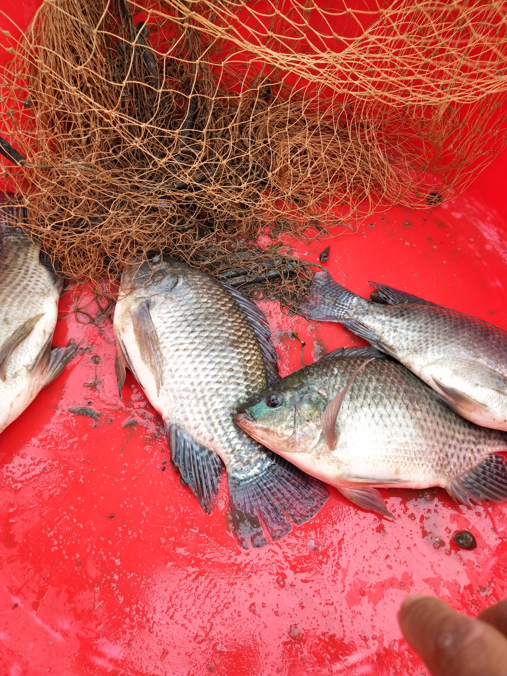 吉富罗非鱼 无公害罗非基地