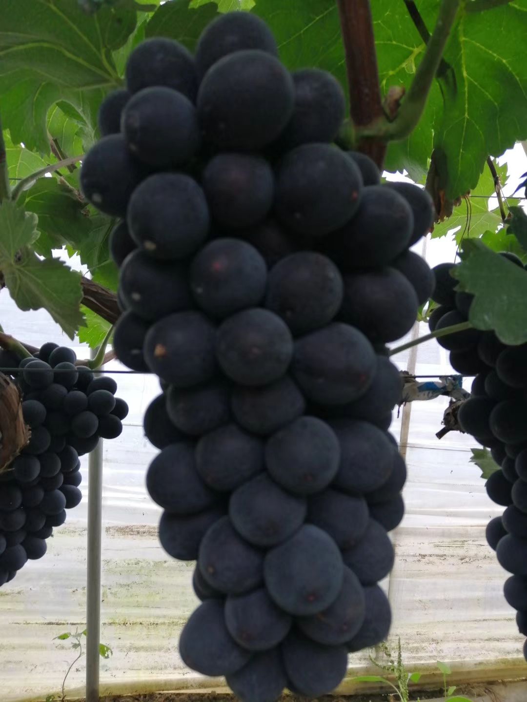  早峰六号葡萄色泽好，颗粒饱满