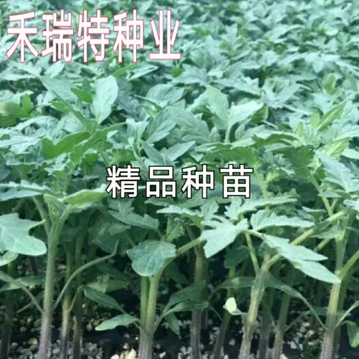 寿光市硬粉番茄苗 种子，精心培育种苗