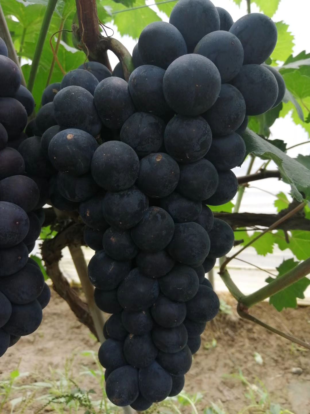  早峰六号葡萄色泽好，颗粒饱满