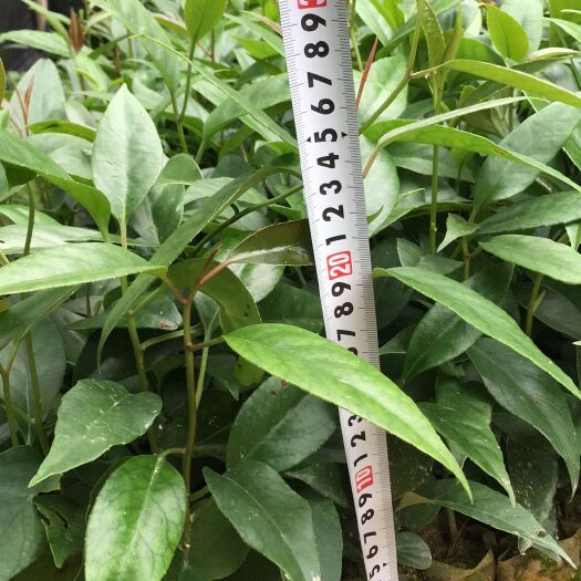 灵山县粉红黑老虎苗 营养土杯发货，容易成活，不分季节种植。挂果率高