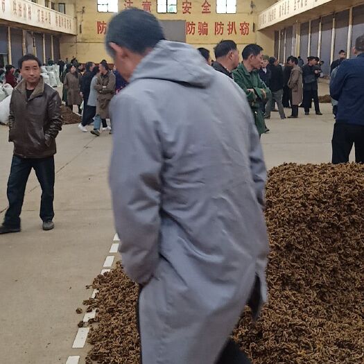 利川市黄连 农户基地直供优质支连，统连，鸡爪连