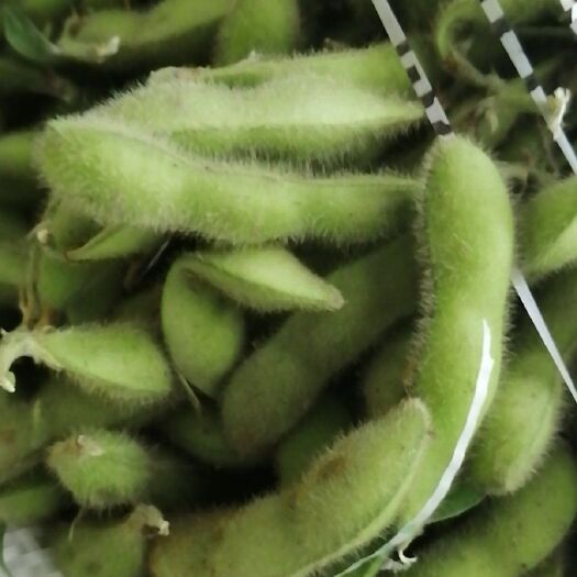 新沂市 新鲜毛豆