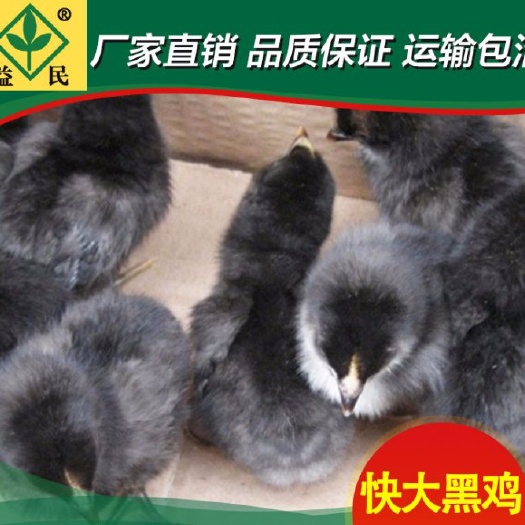 衡阳快大黑鸡苗 包运输包出厂疫苗包运输成活保质保量
