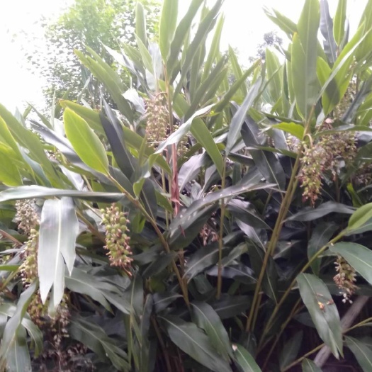 关岭县 香砂仁大量上市