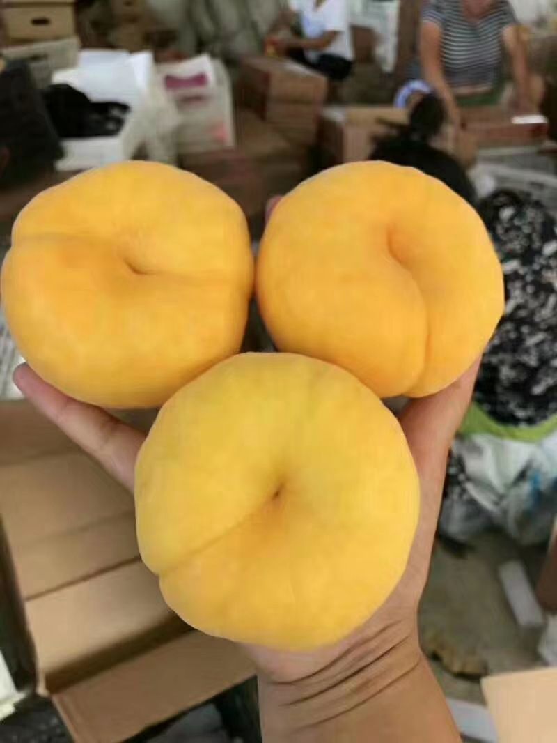 炎陵黄蟠桃，黄金蟠桃，果园新鲜采摘发货，王母娘娘蟠桃宴贡品，