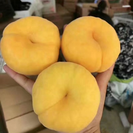 黄桃  炎陵黄蟠桃，7月10日成熟发货，王母娘娘蟠桃宴贡品，