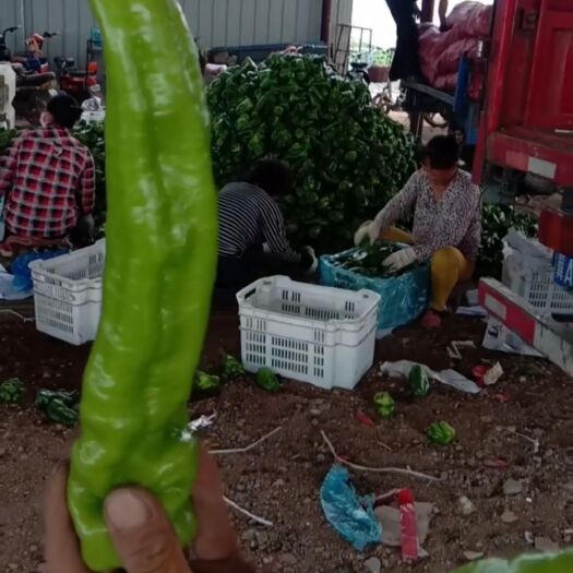 天镇县 尖椒