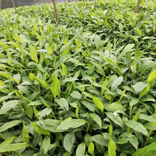 马关县草果苗 苗粗无病害现货