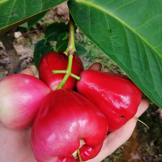 灵山县 【包邮】黑金刚、大叶红莲雾苗当年种植当年结果