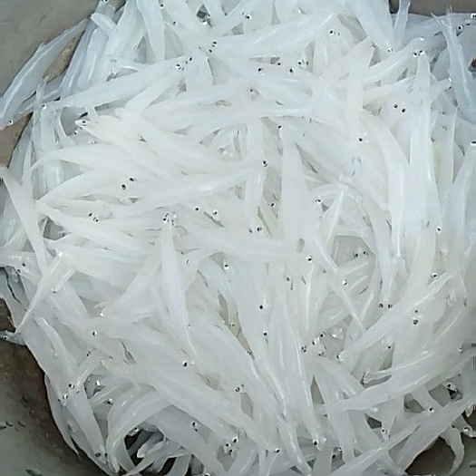 永胜县 程海银鱼