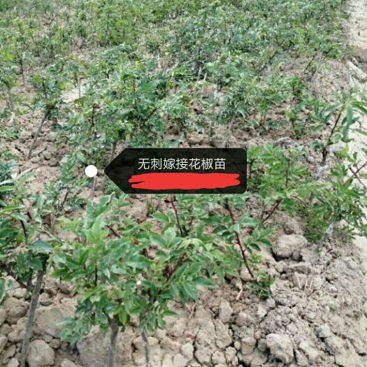 武陟县无刺花椒苗