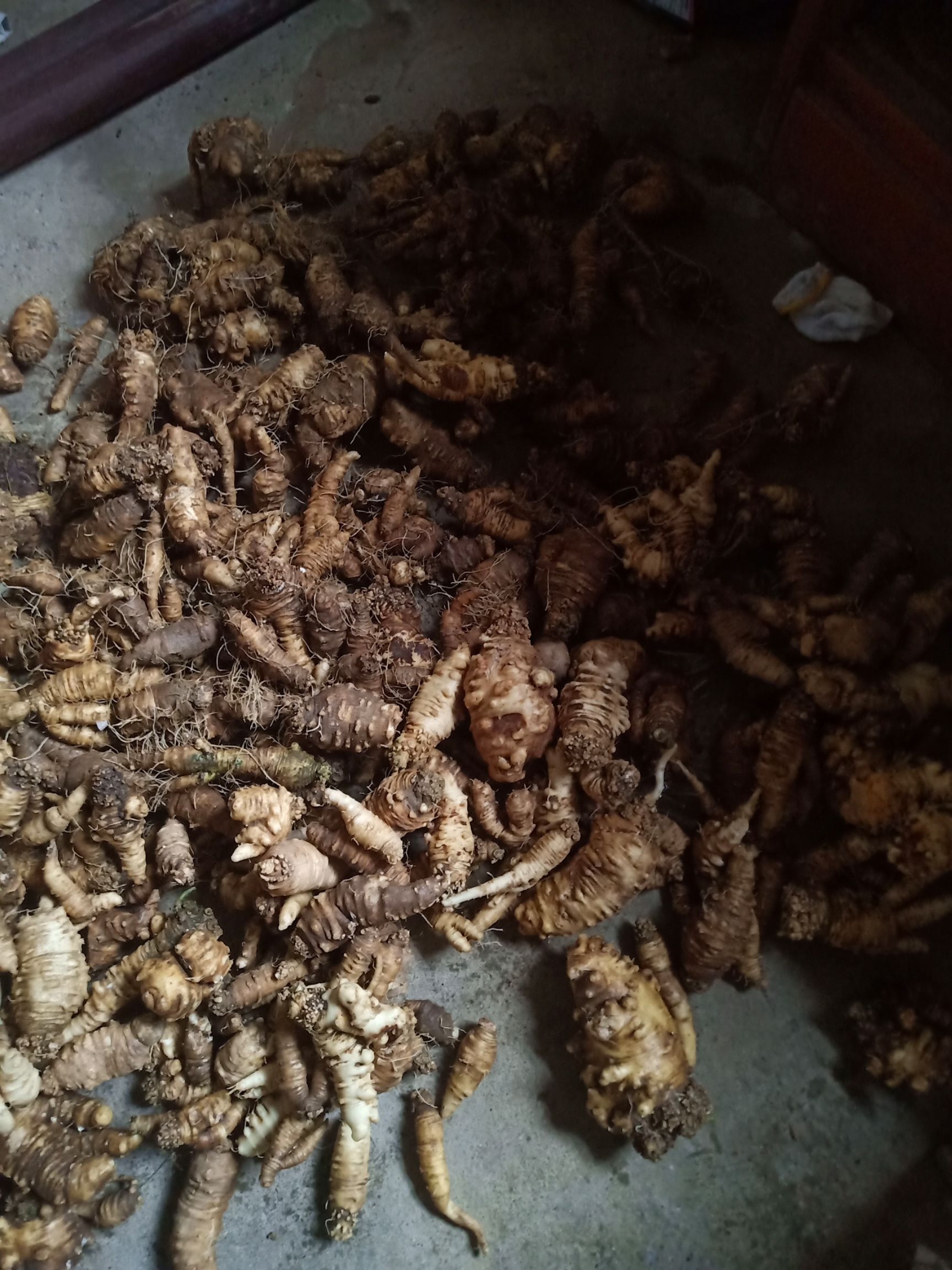  江西四叶参欢迎咨询