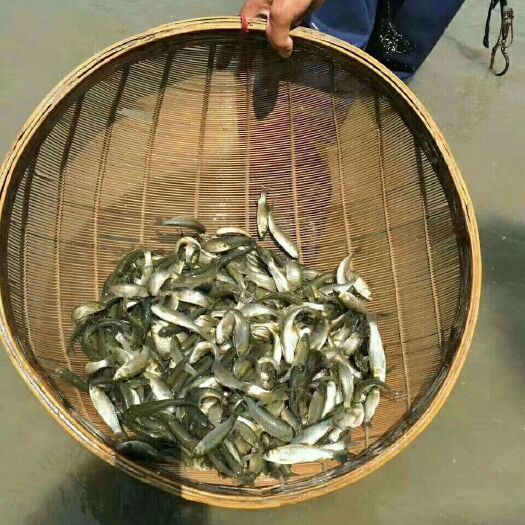 故城县 河北鱼苗养殖场常年出售各种淡水鱼鱼苗