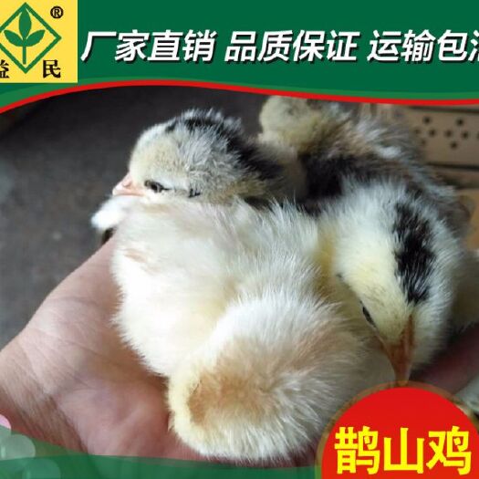 鹊山鸡苗 包运输包出厂疫苗保质保量