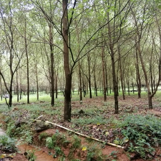马山县 全冠香樟