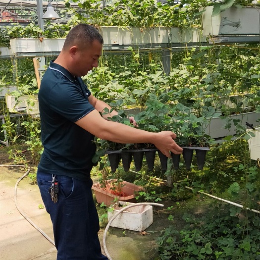 泰安穴盘草莓苗 营养杯草莓苗 脱毒二代苗