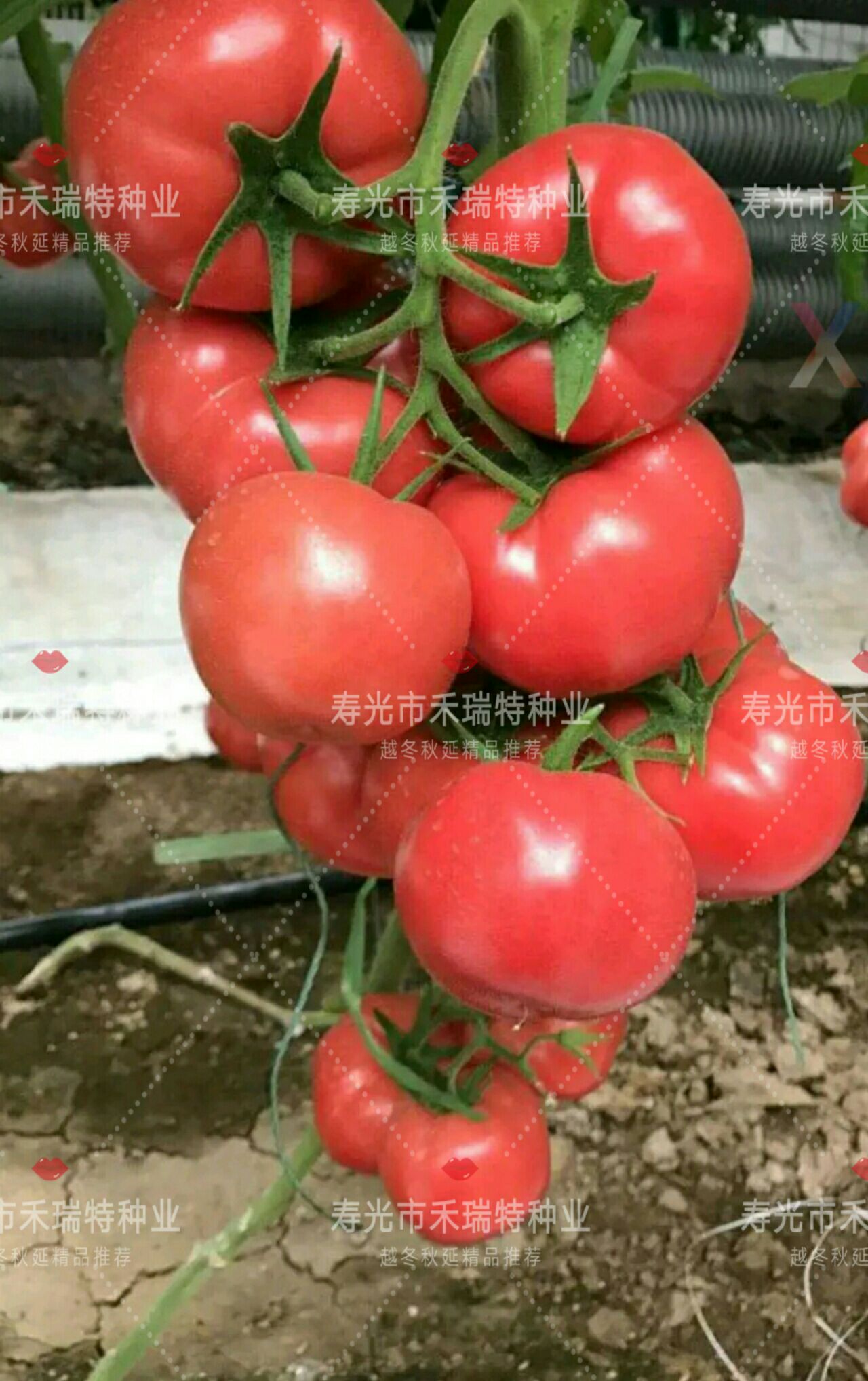 红果番茄种子 南方推荐-大红石头番茄-中洲红