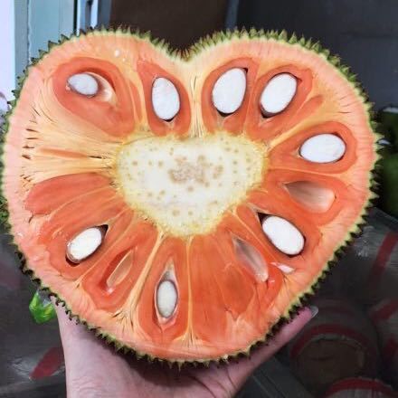 越南红心菠萝蜜  接整柜 4.2米客户
