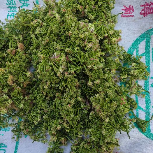 西峡县 合欢花上市了