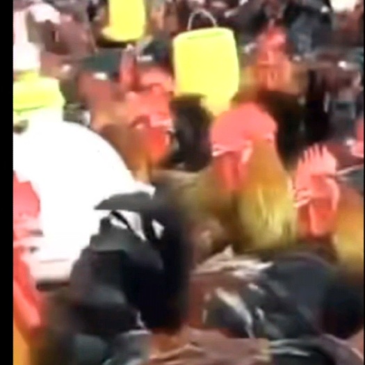 广州红公鸡苗 公